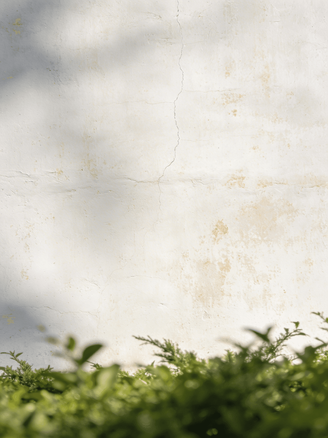 Sunlit lime-washed wall with soft green foliage in the foreground
